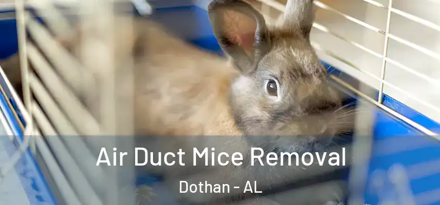 Air Duct Mice Removal Dothan - AL